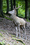 red deer