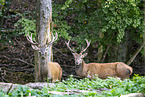red deer