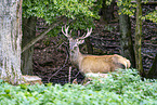 red deer