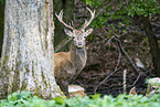 red deer