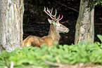 red deer