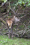 red deer