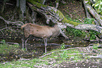 red deer