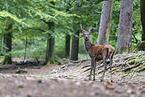 red deer