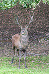red deer