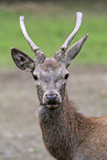 red deer