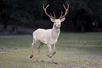 red deer