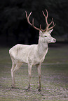red deer