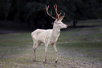 red deer