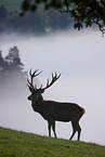 red deer