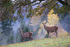 red deer