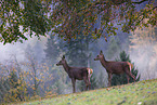 red deer
