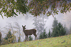 red deer