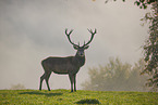 red deer