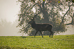 red deer