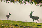 red deer