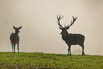 red deer