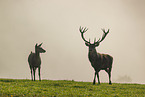 red deer