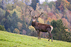 red deer