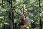 red deer