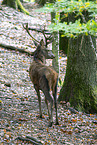 red deer
