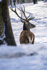 red deer
