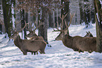 red deer
