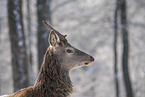 red deer
