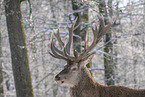 red deer