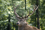 Red Deer