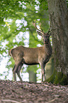 Red Deer