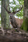 Red Deer