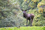 Red Deer