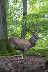 Red Deer