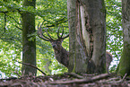 Red Deer