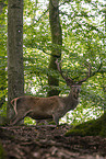 Red Deer
