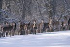 Red Deer