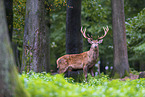 red deer