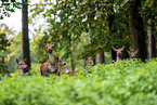 red deer