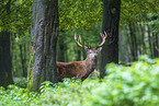 red deer