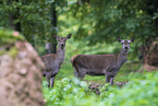 red deer