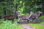 red deer