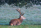 red deer