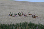 red deer