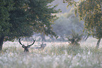 red deer