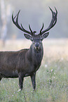 red deer