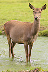 red deer