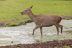 red deer