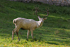 red deer