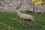 red deer